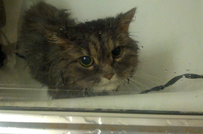 Illustration for article titled If you give a cat a bath...